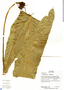 Campyloneurum nitidissimum (Mett.) Ching, Ecuador, R. Aguinda 1677, F