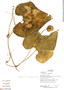 Calycophysum pedunculatum, Ecuador, R. Aguinda 1570, F