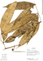 Calyptranthes speciosa Sagot, Ecuador, R. Aguinda 1089, F