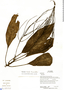 Peperomia striata Ruíz & Pav., Ecuador, R. Aguinda 1604, F