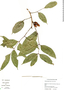 Protium copal (Schltdl.) Engl., Belize, C. Whitefoord 10345, F