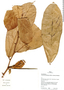 Theobroma grandiflorum (Willd. ex Spreng.) K. Schum., Peru, J. Schunke Vigo 14546, F