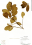 Aspidosperma excelsum Benth., Panama, C. Galdames 3765, F