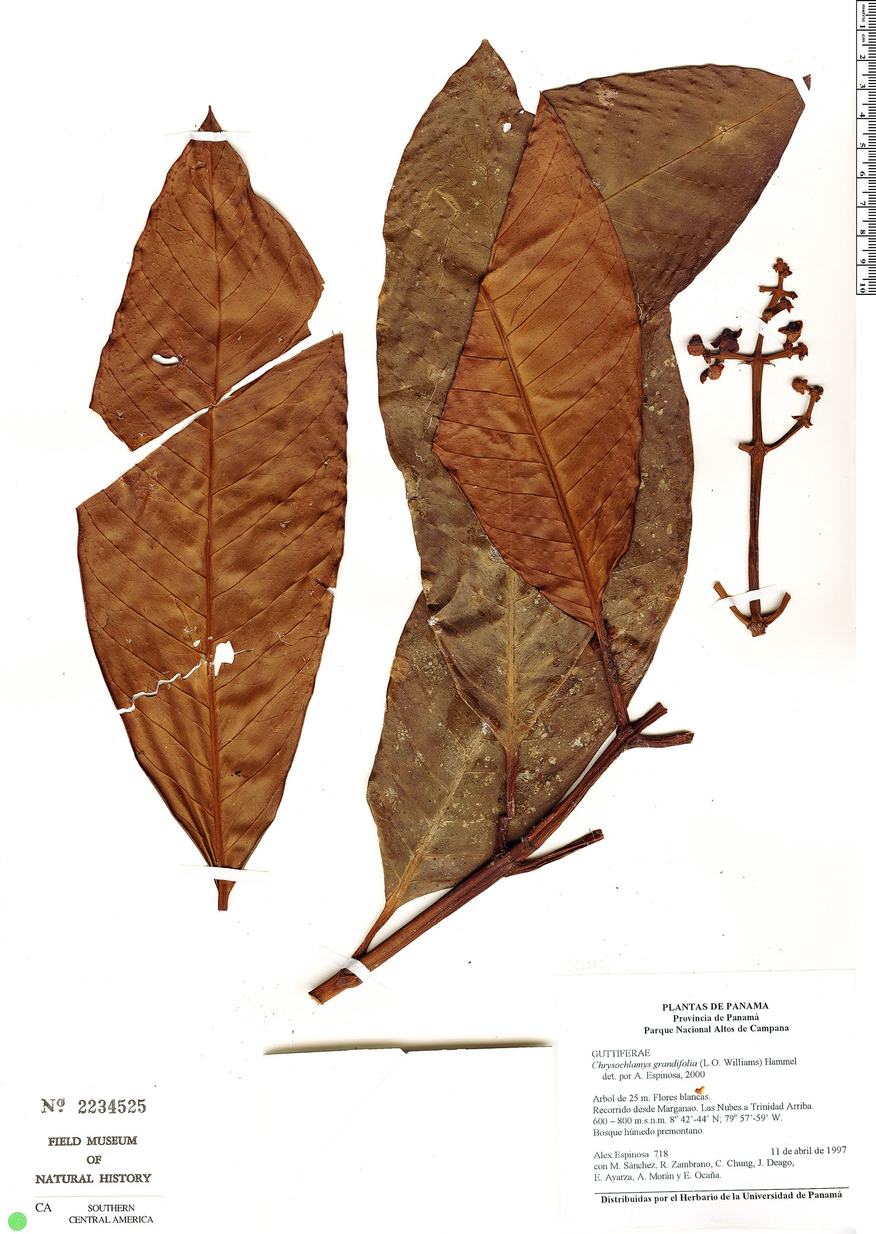 Chrysochlamys grandifolia image