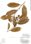 Roucheria columbiana, Peru, G. S. Hartshorn 2878, F