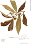 Herbarium sheet from RRC project