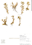 Sauvagesia erecta L., Rod. Vásquez 24847, F