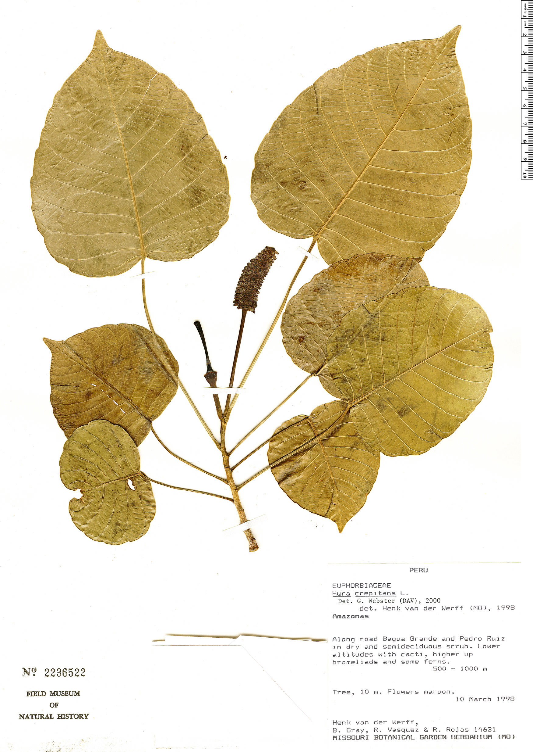 Hura crepitans | Rapid Reference | The Field Museum