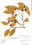 Heisteria maytenoides Spruce ex Engl., V. Huashikat 337, F