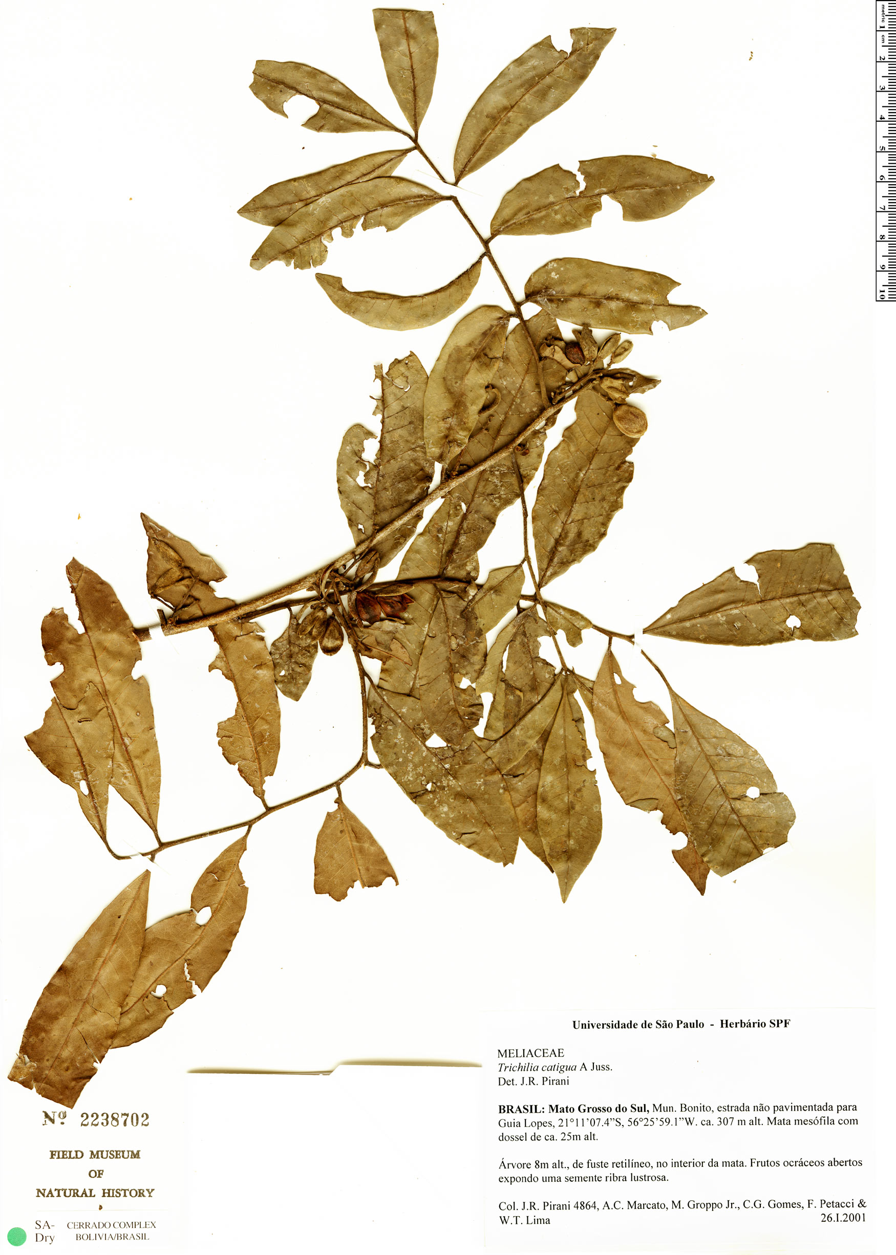 Trichilia catigua | Herbário Rapid Reference | The Field Museum
