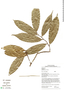 Duguetia guianensis R. E. Fr., GUYANA, University of Guyana - Course on Neotropical Botany 33, F