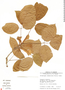 Xylophragma seemannianum (Kuntze) Sandwith, Honduras, P. R. House 2804, F