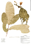 Couepia chrysocalyx (Poepp.) Benth. ex Hook. f., Ecuador, G. Villa 1435, F
