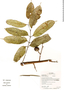 Protium sagotianum L. Marchand, Ecuador, G. Villa 1290, F