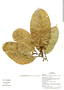Sorocea pubivena subsp. oligotricha (Akkermans & C. C. Berg) C. C. Berg, Ecuador, G. Villa 1455, F