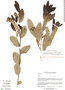 Duguetia phaeoclados (Mart.) Maas & Rainer, Bolivia, R. de Mello-Silva 2001, F