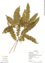 Lindsaea divaricata Klotzsch, Ecuador, G. Villa 980, F