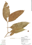 Protium unifoliolatum Engl., Ecuador, G. Villa 1061, F