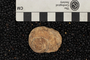 P 11902 fossil