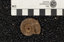 P 11883 fossil