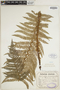 The Pteridological Collections Consortium: An integrative approach to pteridophyte diversity over the last 420 million years - funded by the National Science Foundation (Award No. 1802352)