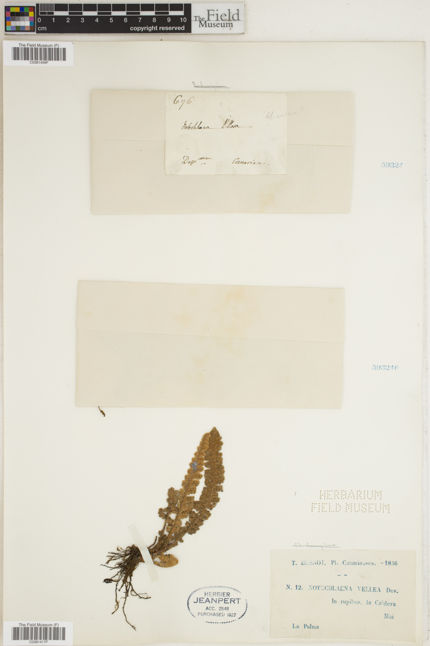 Cheilanthes brownii