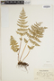 The Pteridological Collections Consortium: An integrative approach to pteridophyte diversity over the last 420 million years - funded by the National Science Foundation (Award No. 1802352)