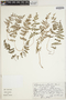 The Pteridological Collections Consortium: An integrative approach to pteridophyte diversity over the last 420 million years - funded by the National Science Foundation (Award No. 1802352)