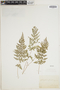 The Pteridological Collections Consortium: An integrative approach to pteridophyte diversity over the last 420 million years - funded by the National Science Foundation (Award No. 1802352)