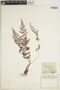 The Pteridological Collections Consortium: An integrative approach to pteridophyte diversity over the last 420 million years - funded by the National Science Foundation (Award No. 1802352)