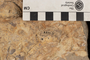 PE 4254 fossil