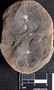 PP27371_image_2