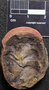 PP 44375 [HS, M] Sphenophyllum emarginatum, Moscovian / Desmoinesian, Francis Creek Shale Member, United States of America, Illinois, Mazon Creek Region
