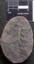 PP 44376 [HS, M] Sphenophyllum emarginatum, Moscovian / Desmoinesian, Francis Creek Shale Member, United States of America, Illinois, Mazon Creek Region
