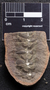 PP 46199 [HS, M] Sphenophyllum emarginatum, Moscovian / Desmoinesian, Francis Creek Shale Member, United States of America, Illinois, Mazon Creek Region