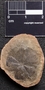 PP 55079 A+B [HS, M] Sphenophyllum emarginatum, Moscovian / Desmoinesian, Francis Creek Shale Member, United States of America, Illinois, Mazon Creek Region