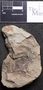 PP 55407 A+B [HS] Sphenophyllum emarginatum, Moscovian / Desmoinesian, Francis Creek Shale Member, United States of America, Illinois, Mazon Creek Region