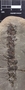 PP 46298 [HS, M] Calamostachys tuberculata, Moscovian / Desmoinesian, Francis Creek Shale Member, United States of America, Illinois, Mazon Creek Region