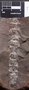 PP 46306 [HS, M] Calamostachys tuberculata, Moscovian / Desmoinesian, Francis Creek Shale Member, United States of America, Illinois, Mazon Creek Region