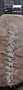 PP 46313 [HS, M] Calamostachys tuberculata, Moscovian / Desmoinesian, Francis Creek Shale Member, United States of America, Illinois, Mazon Creek Region