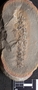 PP 12978 [HS, M] Plantae, Moscovian / Desmoinesian, Francis Creek Shale Member, United States of America, Illinois, Mazon Creek Region