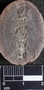 PP 12979 [HS, M] Plantae, Moscovian / Desmoinesian, Francis Creek Shale Member, United States of America, Illinois, Mazon Creek Region