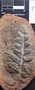 PP 2767 [HS, M] Polymorphopteris polymorpha, Moscovian / Desmoinesian, Francis Creek Shale Member, United States of America, Illinois, Mazon Creek Region
