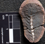 PP 42346 [HS, M] Sphenophyllum emarginatum, Moscovian / Desmoinesian, Francis Creek Shale Member, United States of America, Illinois, Mazon Creek Region