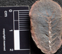 PP 42346 [HS, M] Sphenophyllum emarginatum, Moscovian / Desmoinesian, Francis Creek Shale Member, United States of America, Illinois, Mazon Creek Region