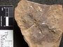 PP 41818 [HS, M] Sphenophyllum emarginatum, Moscovian / Desmoinesian, Francis Creek Shale Member, United States of America, Illinois, Mazon Creek Region