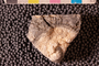 PP 23519 an