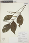 Piper jacquemontianum Kunth, GUATEMALA, J. Morales 513, F