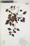Maprounea guianensis Aubl., GUYANA, K. J. Wurdack 4385, F