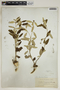Croton linearis Jacq., U.S.A., J. K. Small, F